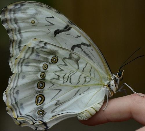 Morpho polyphemus